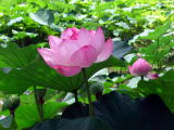 蓮の花