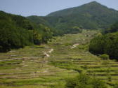 新城市　四谷千枚田